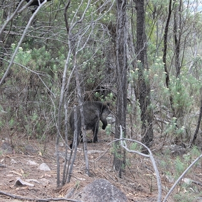 Wallabia bicolor (Swamp Wallaby) at Kambah, ACT - 8 Dec 2024 by LPadg