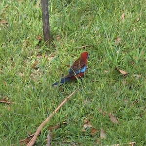 Platycercus elegans (Crimson Rosella) at Culburra Beach, NSW by jamattymoo