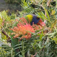 Trichoglossus moluccanus (Rainbow Lorikeet) at Hyams Beach, NSW - 4 Dec 2024 by jamattymoo