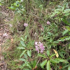 Unverified Plant at Callala Beach, NSW - 4 Dec 2024 by jamattymoo