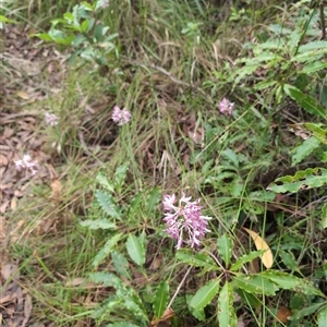 Dipodium sp. at Callala Beach, NSW - suppressed