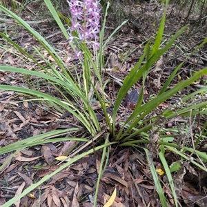 Dipodium sp. at Vincentia, NSW - suppressed