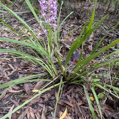 Unverified Plant at Vincentia, NSW - 4 Dec 2024 by jamattymoo