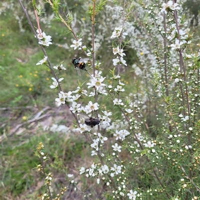 Rutilia (Chrysorutilia) sp. (genus & subgenus) (A Bristle Fly) at Uriarra Village, ACT - 6 Dec 2024 by AlexSantiago