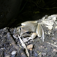 Litoria lesueuri (Lesueur's Tree-frog) at Charleys Forest, NSW - 8 Dec 2024 by arjay