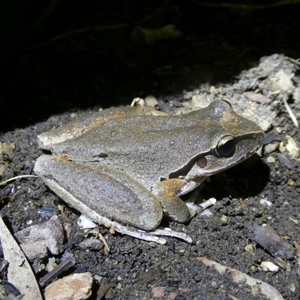 Litoria lesueuri at Charleys Forest, NSW - suppressed