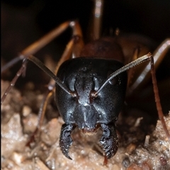 Camponotus sp. (genus) (A sugar ant) at Murrumbateman, NSW - 8 Dec 2024 by amiessmacro