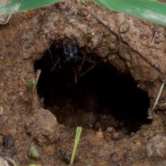 Camponotus sp. (genus) at Murrumbateman, NSW - 8 Dec 2024 11:11 AM