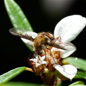 Sisyromyia sp. (genus) at Acton, ACT by amiessmacro