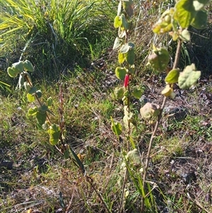 Correa reflexa (Common Correa, Native Fuchsia) at Wapengo, NSW by Pigram