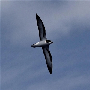 Pterodroma leucoptera leucoptera at Main Beach, QLD - 16 Nov 2018 11:56 AM