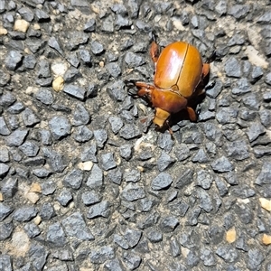 Anoplognathus montanus at Phillip, ACT - 8 Dec 2024