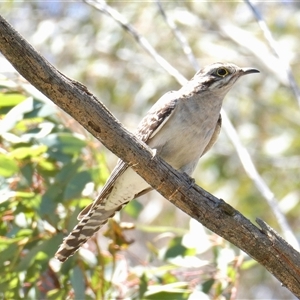 Cacomantis pallidus at Yass River, NSW - 8 Dec 2024