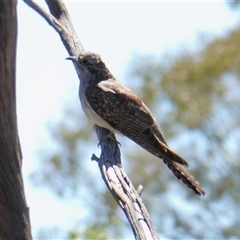 Cacomantis pallidus at Yass River, NSW - 8 Dec 2024