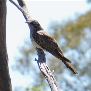 Cacomantis pallidus at Yass River, NSW - 8 Dec 2024