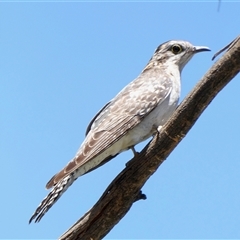 Cacomantis pallidus at Yass River, NSW - 8 Dec 2024