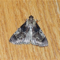 Salma marmorea (A Pyralid moth) at Conder, ACT - 20 Feb 2024 by MichaelBedingfield