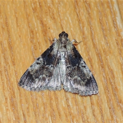 Salma marmorea (A Pyralid moth) at Conder, ACT - 20 Feb 2024 by MichaelBedingfield