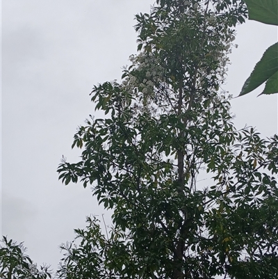 Unverified Plant at Wapengo, NSW - 9 Dec 2024 by Pigram