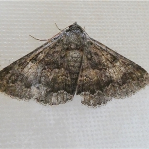 Eudesmeola lawsoni (Lawson's Night Moth) at Yass River, NSW by SenexRugosus