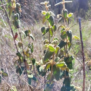 Correa reflexa var. reflexa at Greenway, ACT - 30 Oct 2024