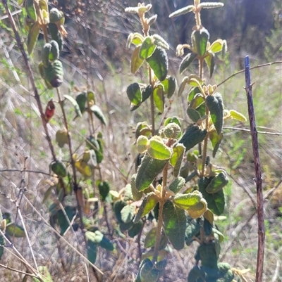 Correa reflexa var. reflexa (Common Correa, Native Fuchsia) at Greenway, ACT - 30 Oct 2024 by AlexSantiago