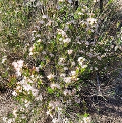 Calytrix tetragona (Common Fringe-myrtle) at Greenway, ACT - 30 Oct 2024 by AlexSantiago