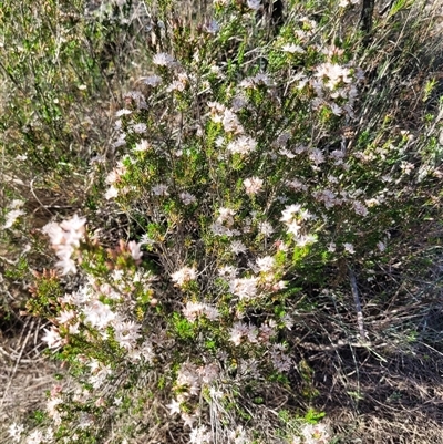 Calytrix tetragona (Common Fringe-myrtle) at Greenway, ACT - 30 Oct 2024 by AlexSantiago