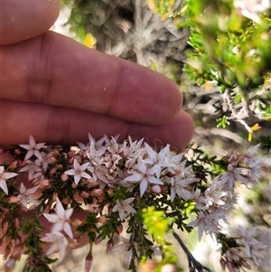 Calytrix tetragona at Greenway, ACT - 30 Oct 2024