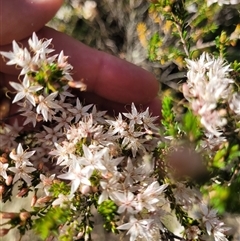 Calytrix tetragona at Greenway, ACT - 30 Oct 2024