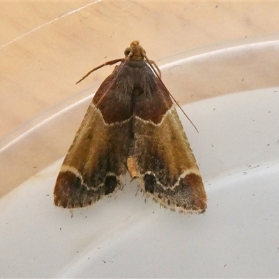 Pyralis farinalis (Meal Moth (Pyralinae) at Yass River, NSW - 8 Dec 2024 by SenexRugosus