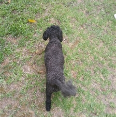 Unverified Mammal at Wapengo, NSW - 9 Dec 2024 by Pigram