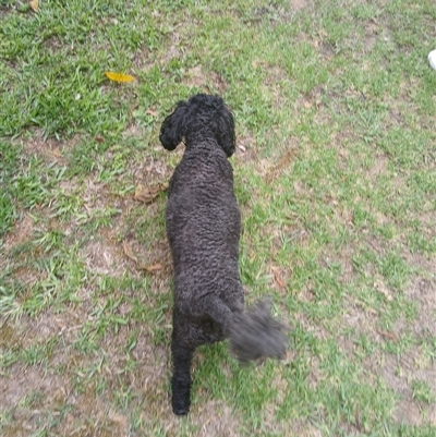 Unverified Mammal at Wapengo, NSW - 9 Dec 2024 by Pigram