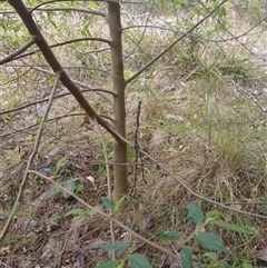 Trema tomentosa var. aspera (Native Peach) at Wapengo, NSW - 9 Dec 2024 by Pigram