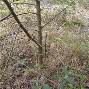 Trema tomentosa var. aspera (Native Peach) at Wapengo, NSW by Pigram