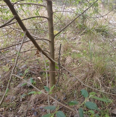 Trema tomentosa var. aspera (Native Peach) at Wapengo, NSW - 9 Dec 2024 by Pigram