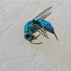 Praestochrysis sp. (genus) at Yass River, NSW - 8 Dec 2024