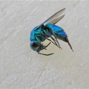 Praestochrysis sp. (genus) at Yass River, NSW - 8 Dec 2024