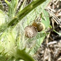 Unidentified Spider at Yarralumla, ACT - 8 Dec 2024 by KMcCue