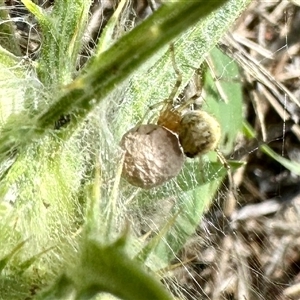 Theridiidae (family) (Comb-footed spider) at Yarralumla, ACT by KMcCue