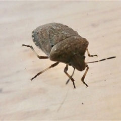 Dictyotus conspicuus (A shield or stink bug) at Yass River, NSW - 8 Dec 2024 by SenexRugosus