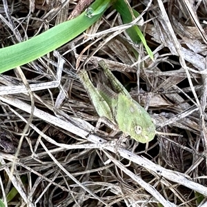 Gastrimargus musicus (Yellow-winged Locust or Grasshopper) at Yarralumla, ACT by KMcCue