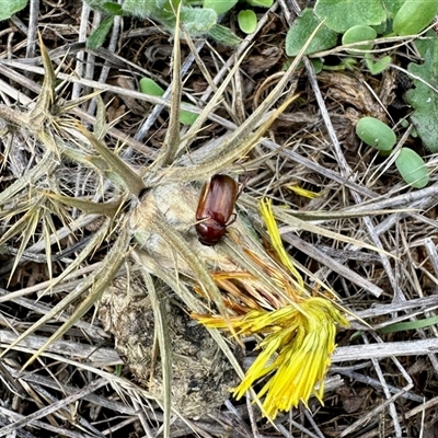 Melolonthinae (subfamily) (Cockchafer) at Yarralumla, ACT - 9 Dec 2024 by KMcCue