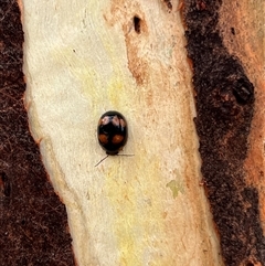 Paropsisterna beata (Blessed Leaf Beetle) at Glenroy, NSW - 8 Dec 2024 by SandyC