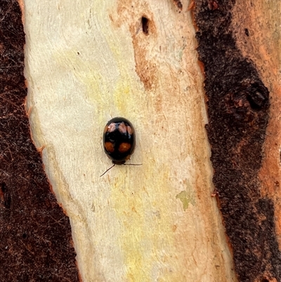 Paropsisterna beata (Blessed Leaf Beetle) at Glenroy, NSW - 9 Dec 2024 by SandyC