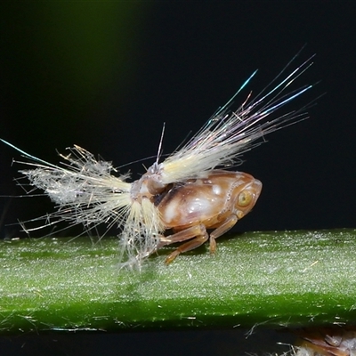 Scolypopa australis (Passionvine hopper, Fluffy bum) at Acton, ACT - 8 Dec 2024 by TimL