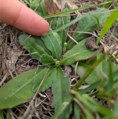 Solenogyne gunnii (Solengyne) at Tharwa, ACT - 9 Dec 2024 by mainsprite