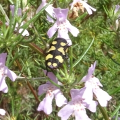 Castiarina decemmaculata (Ten-spot Jewel Beetle) at Yarralumla, ACT - 9 Dec 2024 by AndyRussell