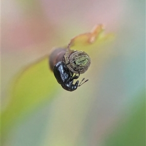 Euops sp. (genus) at Holder, ACT - 9 Dec 2024