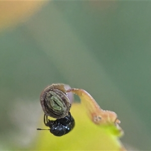 Euops sp. (genus) at Holder, ACT - 9 Dec 2024